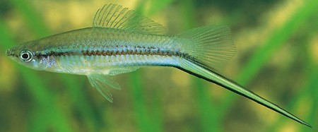 Espada Verde do México